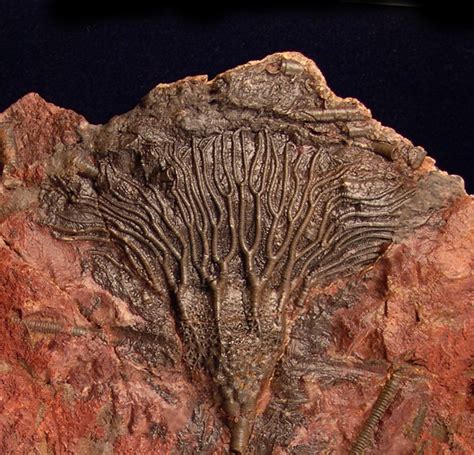 crinoid fossil for sale.